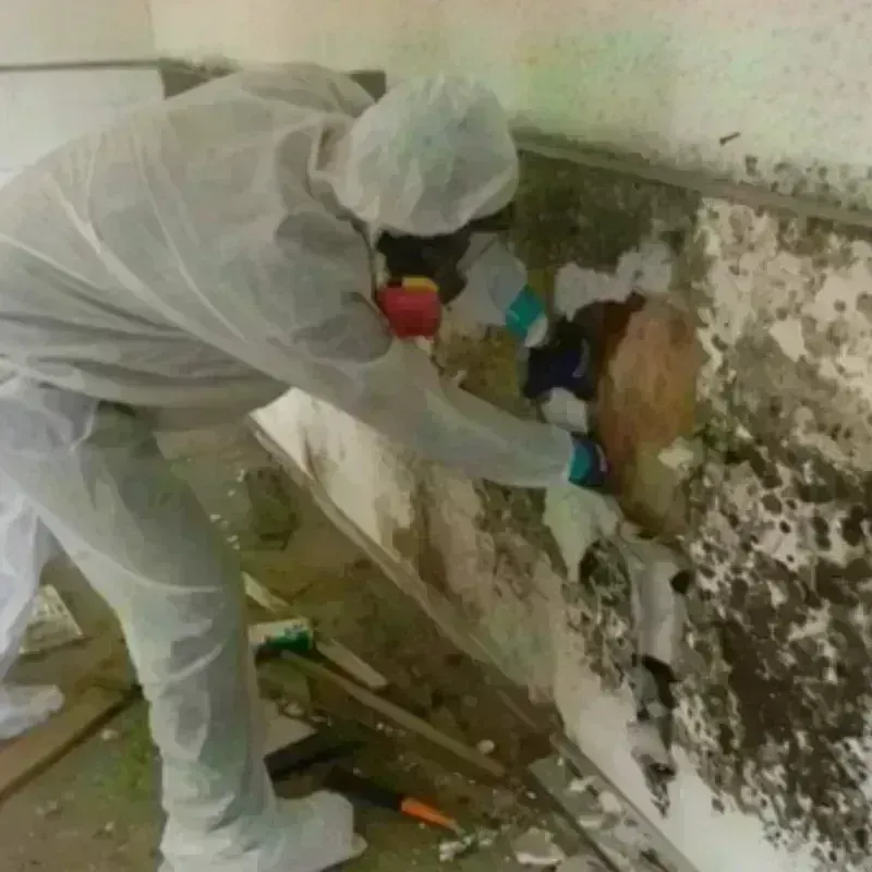 Mold Remediation and Removal in North Branch, MI